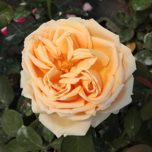 Kупить В Интернет-Магазине - Poзa Атена® - желто-розовая - Чайно-гибридные розы - роза с интенсивным запахом - В. Кордес и Сыновья - Элегантные кремовые цветы с розовой каймой обладают интенсивным ароматом.